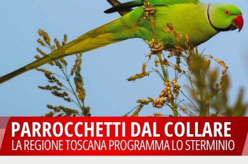 La Regione Toscana vuole sterminare i Parrocchetti dal collare